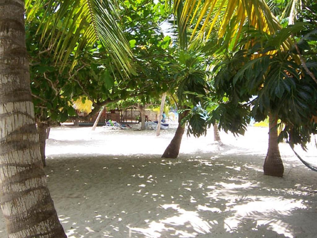 Yellow Bird Sea Negril Buitenkant foto